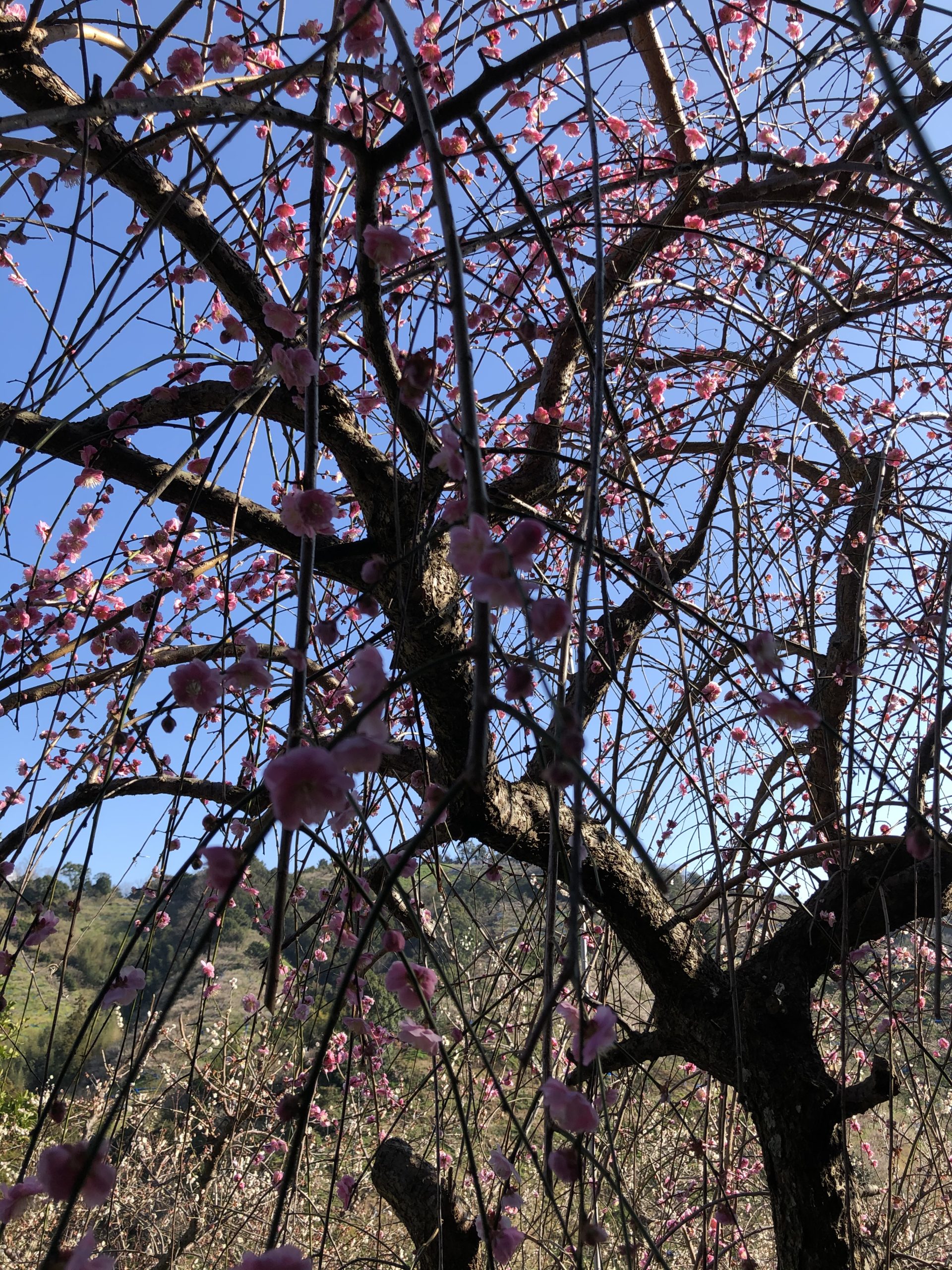 糸川農園